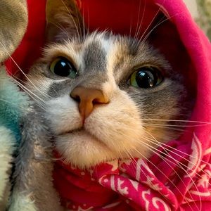 Meet your Posher, Ella